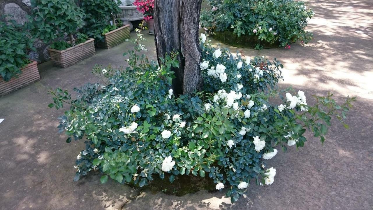 Villa L'Ulivina Sorrento Buitenkant foto