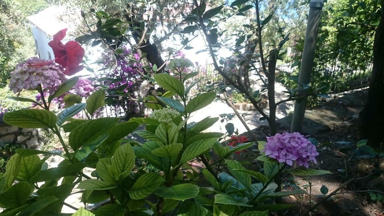 Villa L'Ulivina Sorrento Buitenkant foto